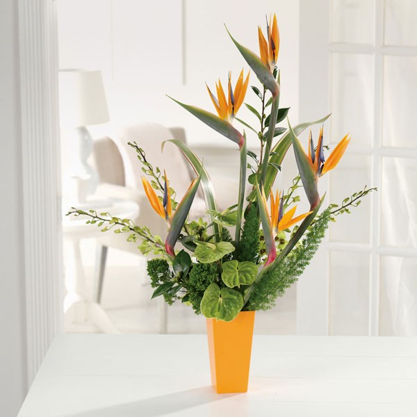 everyday flowers- birds of paradise everyday flowers- birds of paradise